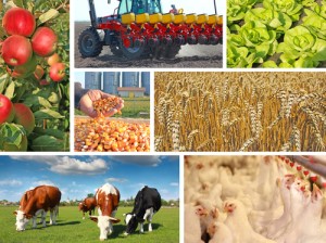 Agriculture-collage