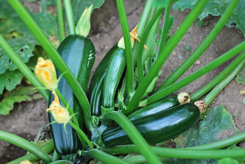 zucchini squash growing in the field