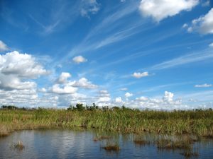 Everglades Landscape-2
