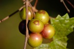 Muscadine-Grapes-on-Vine-e1429531822736