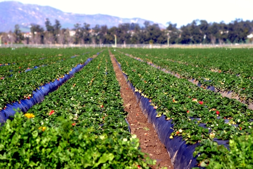 View of the rows at a strawberry field.
