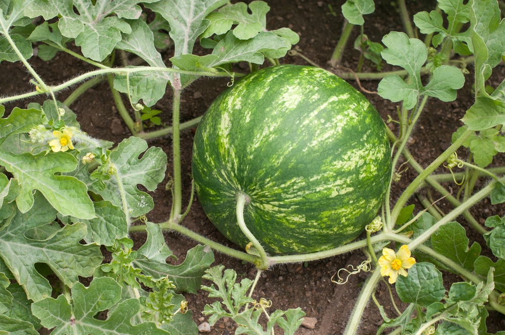 Suwannee Valley Watermelon Institute Benefits Growers ...