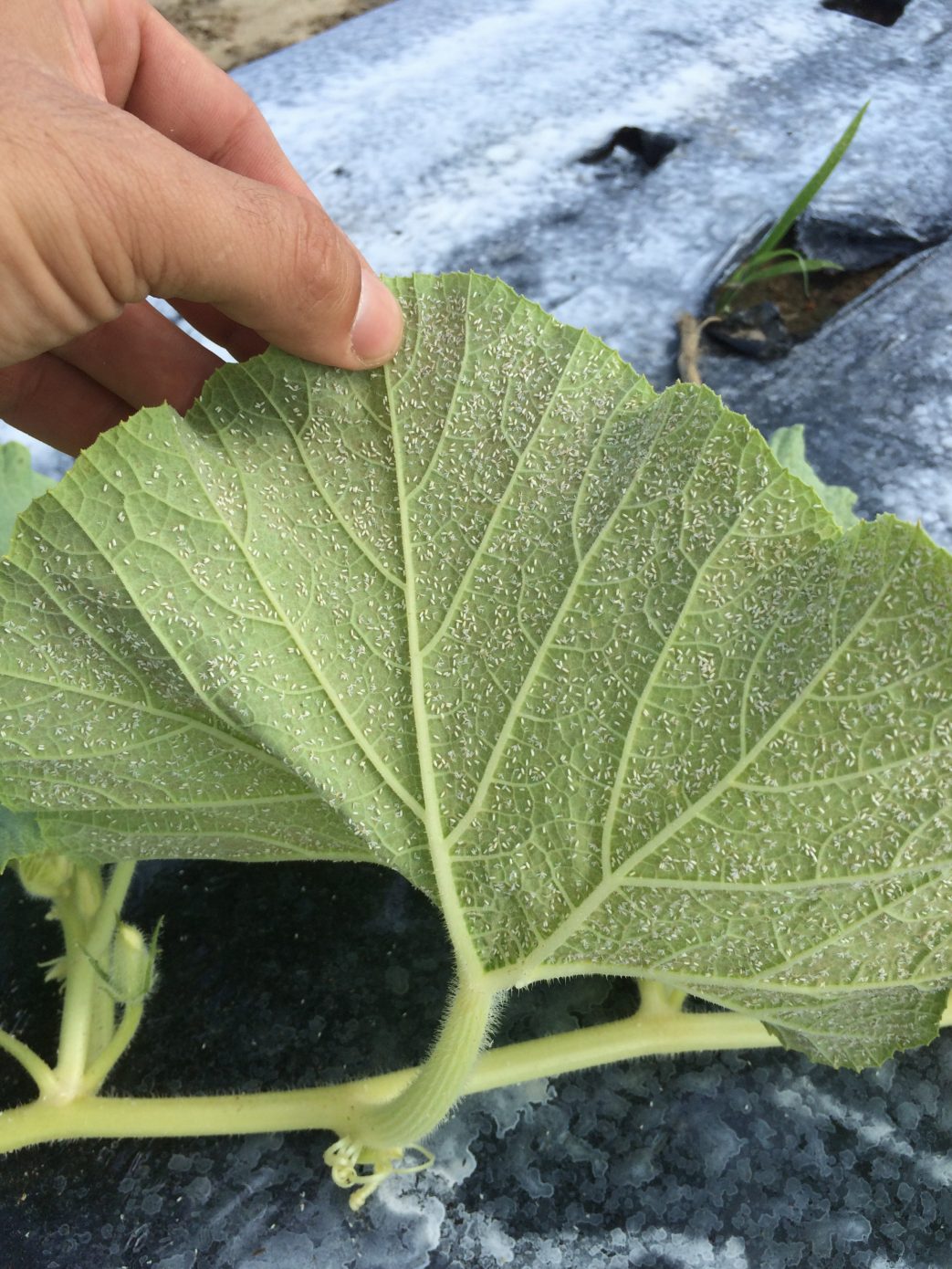 whiteflys on underside of cucurbit leaf