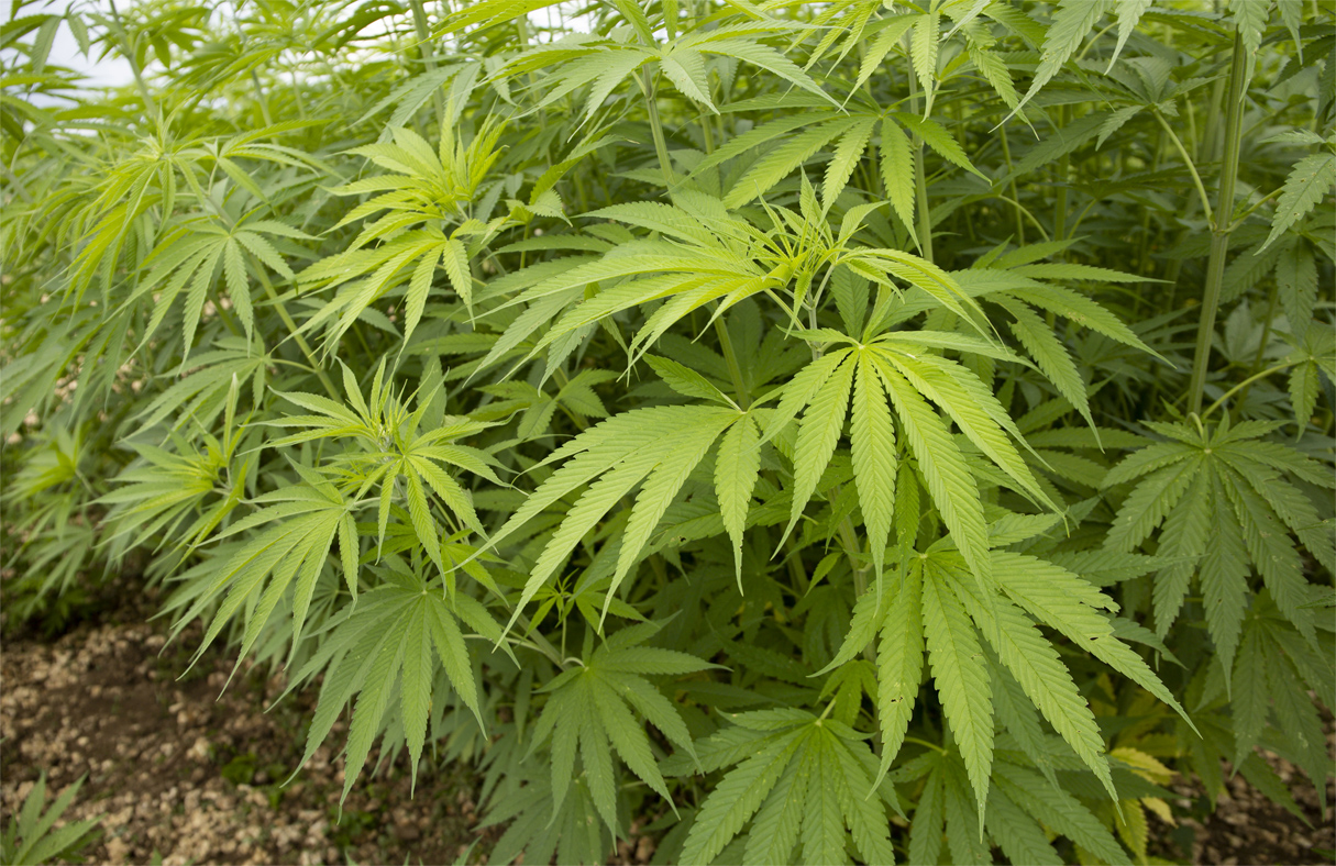 Industrial Hemp Growing in Florida for First Time in Decades - Specialty  Crop Industry