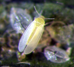 close up of whitefly