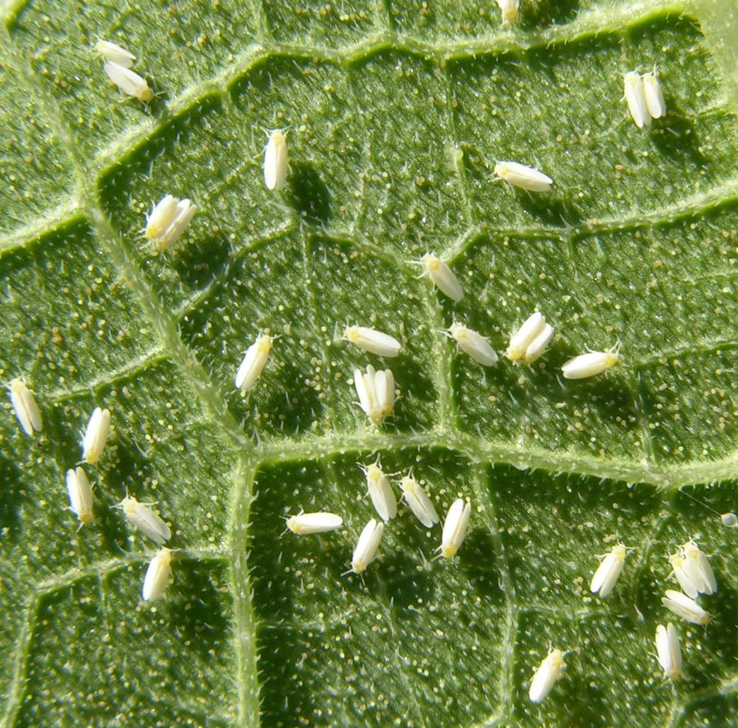 whiteflies on leaves