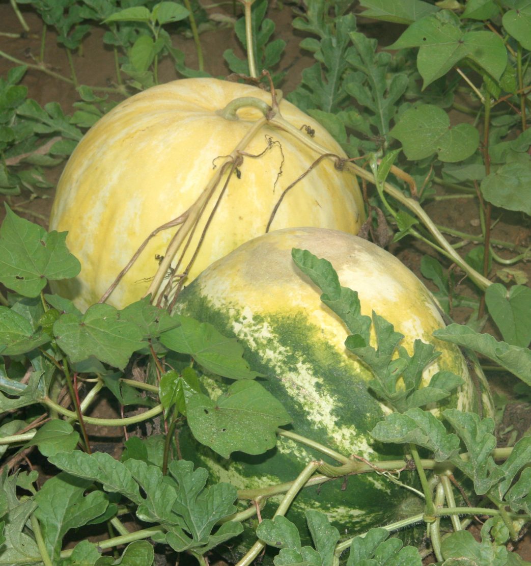 melons in field